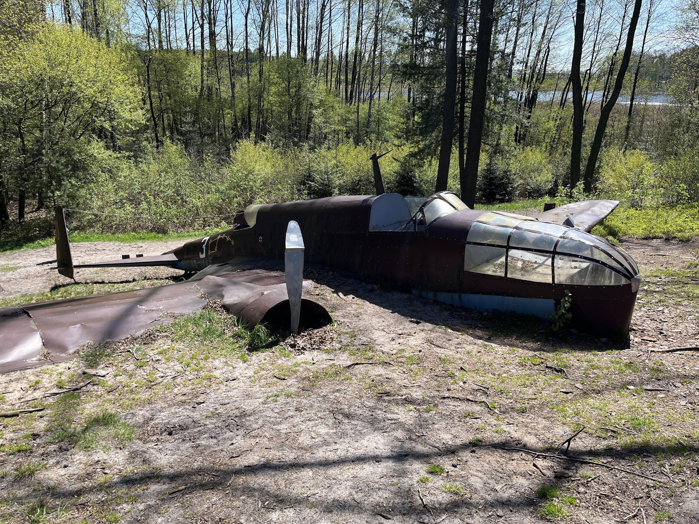 Moose from Dłutowskiego Forest